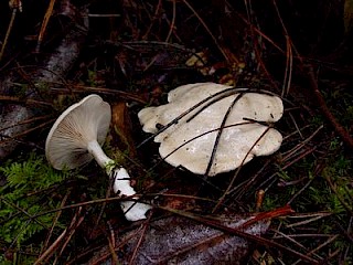 Clitopilus prunulus, sweetbread mushroom gallery image
