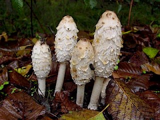 Coprinus comatus, shaggy manes gallery image