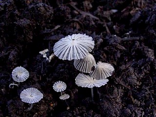 Coprinus plicatilis, pleated inky cap gallery image