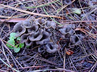 Craterellus cornucopioides, black chanterelle or horn of plenty gallery image