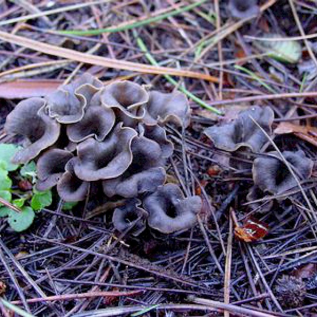 Craterellus cornucopioides, black chanterelle or horn of plenty gallery image
