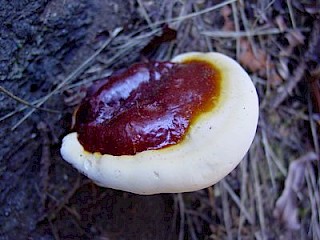 Fomitopsis pinicola, red-belted conk gallery image