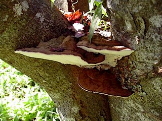 Ganoderma applanatum, artist