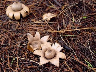 Geastrum saccatum, sessile earthstar gallery image