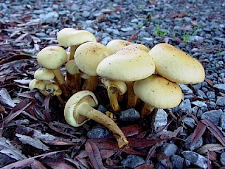 Gymnopilus sapineus, common gymnopilus gallery image