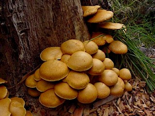 Gymnopilus spectabilis, giant gymnopilus gallery image