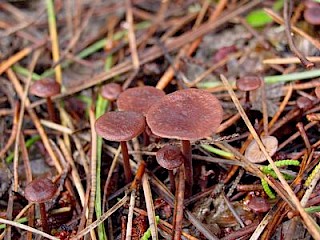 Gymnopus villosipes gallery image