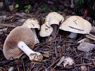 Hebeloma crustuliniforme, poison pie gallery image