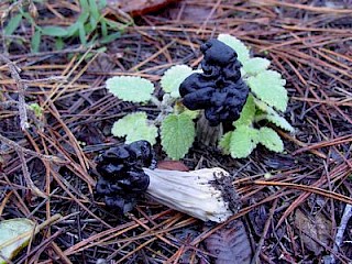 Helvella lacunosa, fluted black elfin saddle gallery image