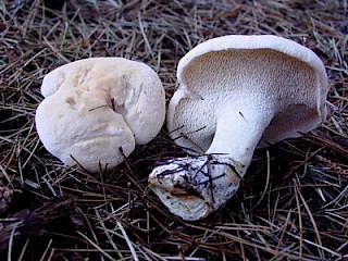 Hydnum repandum, hedgehog mushroom gallery image