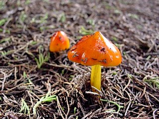 Hygrocybe conica, witch