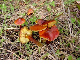Hygrocybe marchii, waxy cap gallery image