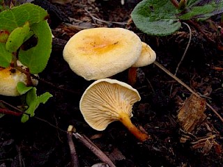 Hygrophoropsis aurantiaca, false chanterelle gallery image