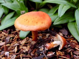 Hypholoma aurantiaca gallery image