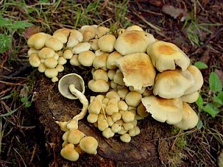 Hypholoma fasciculare, sulphur tuft gallery image