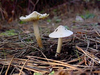 Inocybe sororia, cornsilk inocybe gallery image