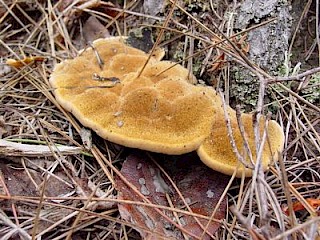 Inonotus tomentosus, red butt rot gallery image