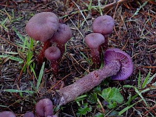 Laccaria amethysteo-occidentalis, amethyst laccaria gallery image