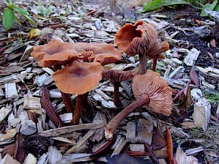 Laccaria lacata var. pallidifolia, lackluster laccaria gallery image