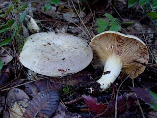 Lactarius controversus, poplar milk cap gallery image