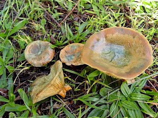 Lactarius deliciosus, delicious milk cap gallery image