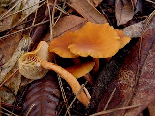 Lactarius rubidus, candy cap gallery image