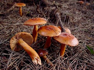 Lactarius rufulus, rufous candy cap gallery image