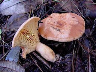 Lactarius xanthogalactus, yellow-staining milk cap gallery image