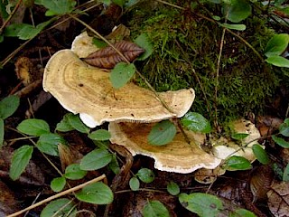 Lenzites betulina, gilled polypore gallery image