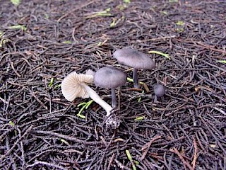 Leptonia parva, blue-black leptonia gallery image