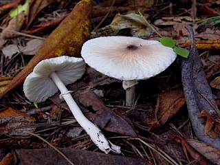 Leucoagaricus rubrotinctus, red-eyed parasol gallery image