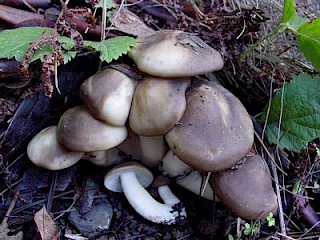 Lyophyllum decastes, fried chicken mushroom gallery image