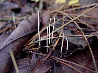 Macrotyphula juncea, fairy hair gallery image