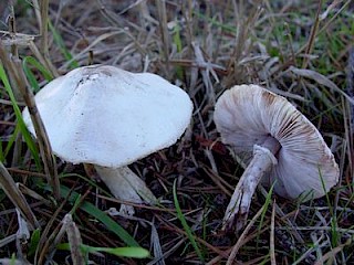 Marasmius oreades, fairy ring mushroom gallery image