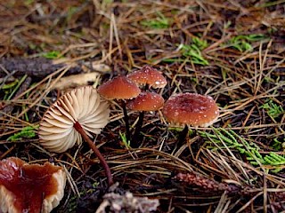 Marasmius plicatulus, pleated marasmius gallery image