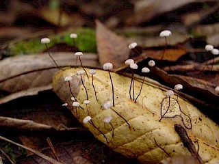 Marasmius quercophilus gallery image