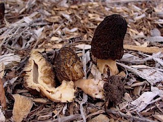 Morchella elata, black morel gallery image