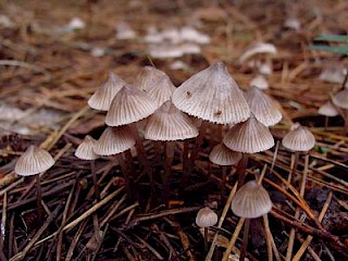 Mycena capillaripes gallery image