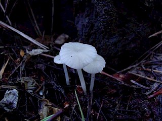 Mycena clavularis, bark mycena gallery image