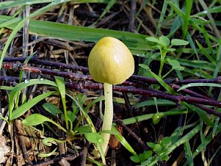 Mycena epipterygia, yellow-stemmed mycena gallery image