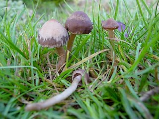 Panaeolus foenisecii, hay maker