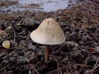 Panaeolus papilionaceus, bell-shaped panaeolus gallery image