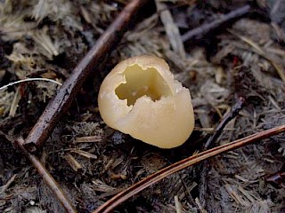 Peziza vesiculosa, common dung cup gallery image