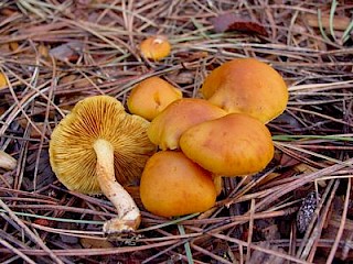 Pholiota malicola, forgetable pholiota gallery image