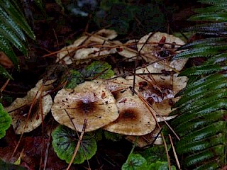 Pholiota terrestris, terrestrial pholiota gallery image