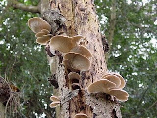 Pleurotus ostreatus, oyster mushroom gallery image