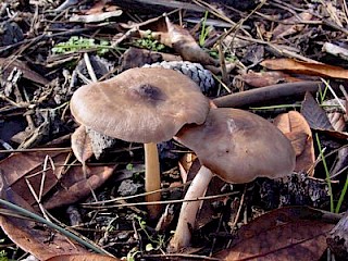 Pluteus cervinus, deer mushroom gallery image