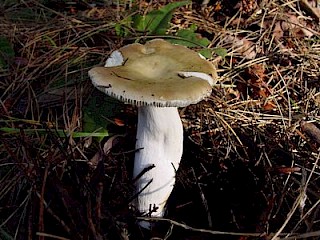 Russula alutacea gallery image