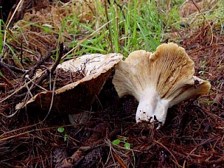 Russula brevipes, short-stemmed russula gallery image