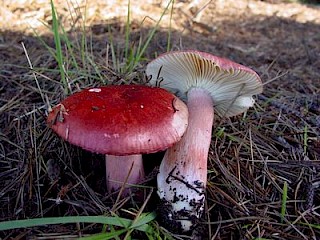 Russula sanguinea, rosy russula gallery image